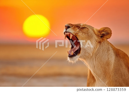 Majestic Lioness Roaring Against the Sunset in a Vibrant Savannah Landscape Majestic Lioness Roaring Against the Sunset in a Vibrant Savannah Landscape 128873359