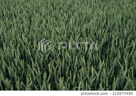 Green wheat field in the early stages of growth. Top view. Agriculture, agronomy, ecology, organic farming and environmental care. Green wheat field in the early stages of growth. Top view. Agriculture, agronomy, ecology, organic farming and environmental care. 128873498