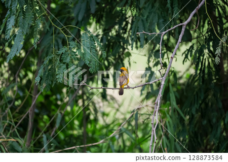 The yellow bird is rest and stay in the tree The yellow bird is rest and stay in the tree 128873584