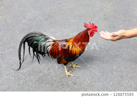 The fighting cock is beautiful hen in garden The fighting cock is beautiful hen in garden 128873585