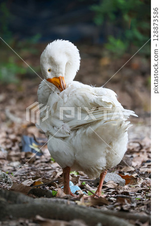 Close up white goose in nature farm garden at thailand Close up white goose in nature farm garden at thailand 128873586