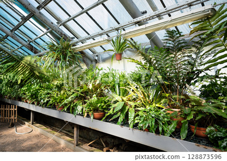 Rare tropical plants in pots hanging planters arranged on greenhouse shelves. Exotic greenery 128873596