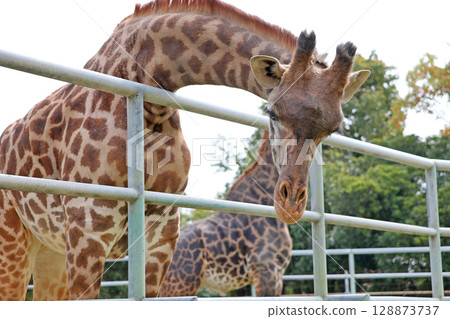 Masai giraffe 128873737