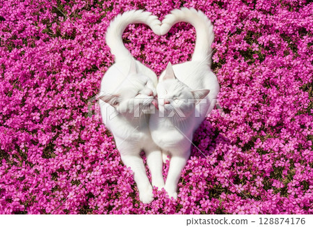 Adorable cat couple with heart-shaped tails in a pink moss phlox field. Two loving cat brothers snuggling up to each other. 128874176