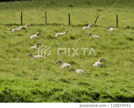A verdant pasture dotted with a flock of sheep. 128874551