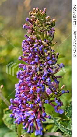 Intense violet hanging flower. Intense violet hanging flower. 128874556