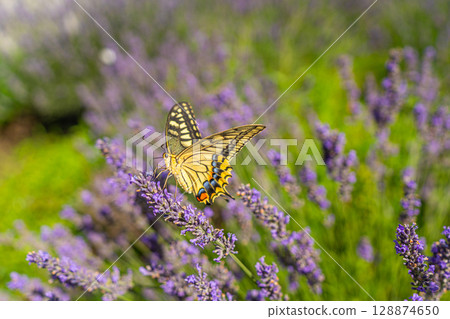 Lavender butterfly Lavender butterfly 128874650