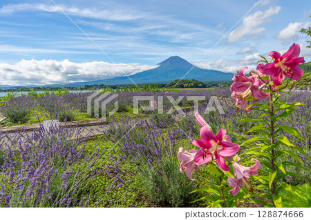 富士山薰衣草田河口湖 富士山薰衣草田河口湖 128874666