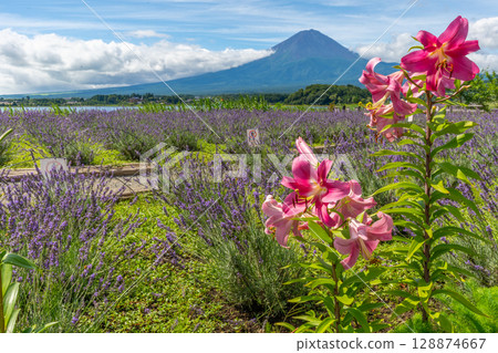 富士山薰衣草田河口湖 富士山薰衣草田河口湖 128874667