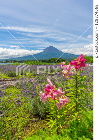 富士山薰衣草田河口湖 富士山薰衣草田河口湖 128874668