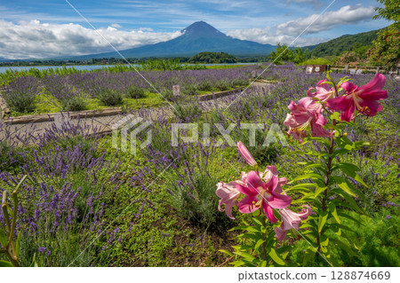 富士山薰衣草田河口湖 富士山薰衣草田河口湖 128874669