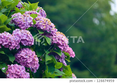 Bright hydrangea 128874959