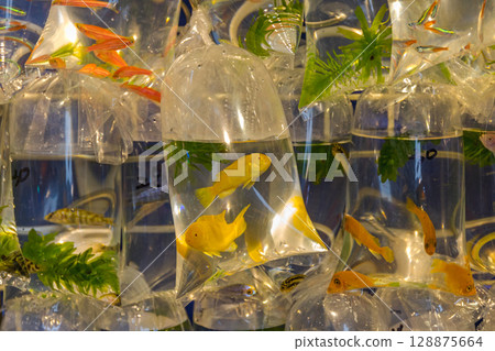 Goldfish in Bag 128875664