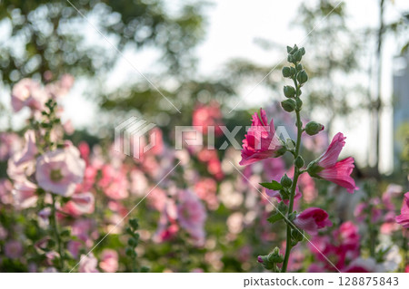 Pink Hollyhocks in the garden with blurred bokeh background Pink Hollyhocks in the garden with blurred bokeh background 128875843