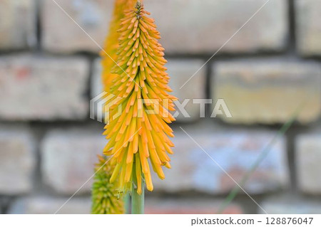 Kniphofia is a genus of flowering plants commonly known as red-hot pokers or torch lilies. They are native to Africa and are characterized by their tall, erect flower spikes that resemble glowing 128876047