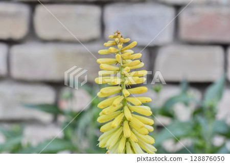 Kniphofia is a genus of flowering plants commonly known as red-hot pokers or torch lilies. Common names include tritoma, red hot poker, torch lily and poker plant. Side view, macro shot, close-up 128876050