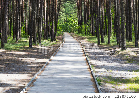 Straight Walkway Through Sunny Pine Forest Straight Walkway Through Sunny Pine Forest 128876100