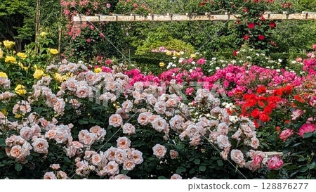 rose rose 128876277