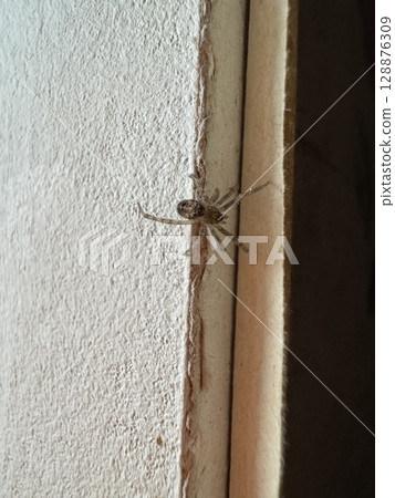 Spider on the wall of the house Spider on the wall of the house 128876309
