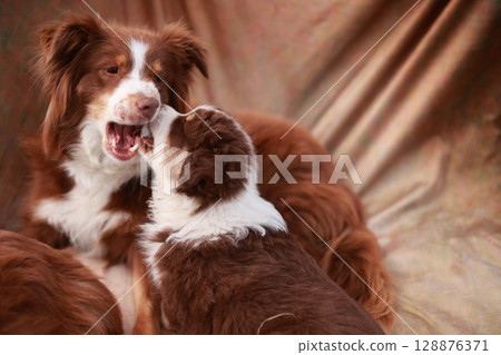 Two dogs are laying on a bed, one of them is biting the other Two dogs are laying on a bed, one of them is biting the other 128876371