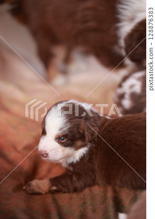 Brown and white puppy is laying on a bed Brown and white puppy is laying on a bed 128876383