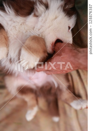 Dog is laying on a bed with its paw on a person's hand 128876387