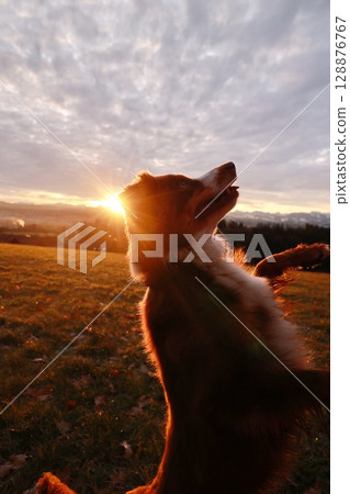 A dog is standing in a field with the sun shining on it A dog is standing in a field with the sun shining on it 128876767