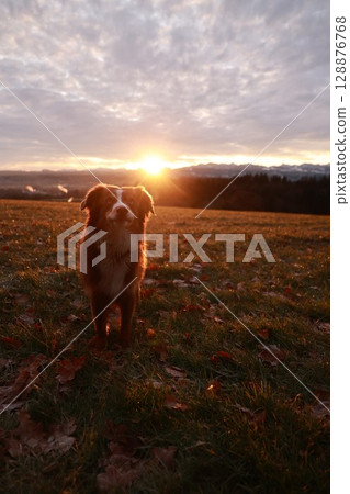 A dog is standing in a field of grass with the sun shining on it 128876768