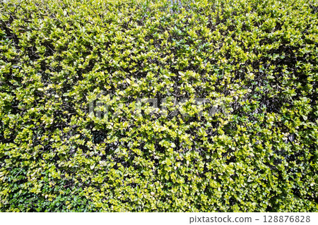 Green Leaves, Plant texture background 128876828