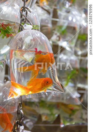 Two Goldfish 128876996