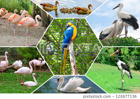 Birds in the city park zoo. Birds in the city park zoo. 128877136