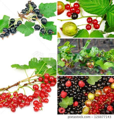 Currant berries and a flowering currant bush. 128877143