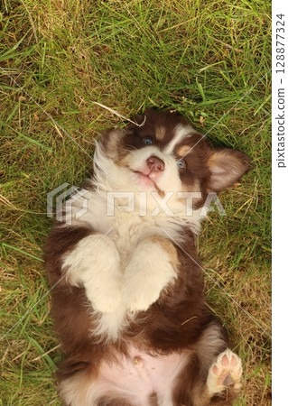 A brown and white dog is laying on the grass A brown and white dog is laying on the grass 128877324
