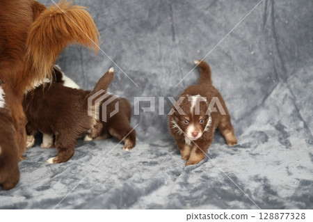 Group of puppies are playing on a grey blanket 128877328