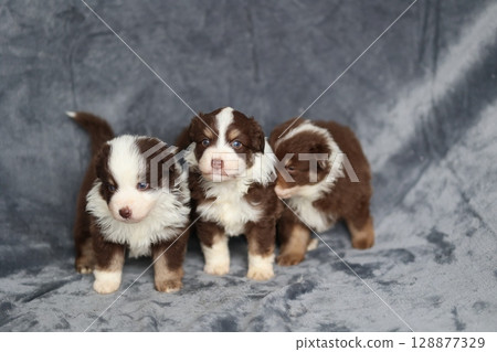 Three puppies are standing on a grey blanket Three puppies are standing on a grey blanket 128877329