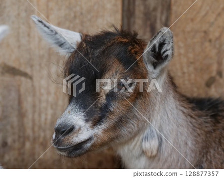 Baby goat with a brown and white face Baby goat with a brown and white face 128877357