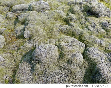 Moss on Lava volcanic fields in Iceland. 128877525