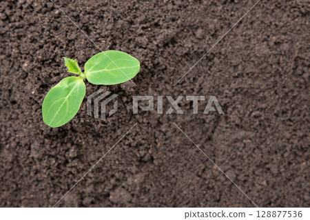 Young green seedling are growing in garden. Gardening concept. Plant growth evolution from seed to sapling with a place for the text Young green seedling are growing in garden. Gardening concept. Plant growth evolution from seed to sapling with a place for the text 128877536