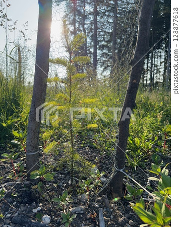 Small tree is growing in a field with a wire fence around it Small tree is growing in a field with a wire fence around it 128877618