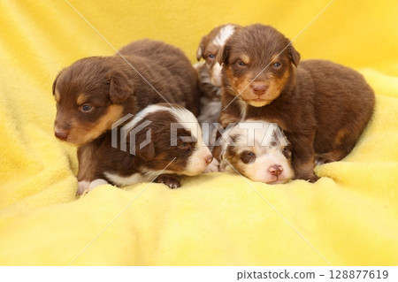 A group of puppies are laying on a yellow blanket A group of puppies are laying on a yellow blanket 128877619