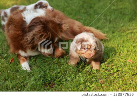 Small brown and white dog is standing in a grassy field next to a larger dog Small brown and white dog is standing in a grassy field next to a larger dog 128877636