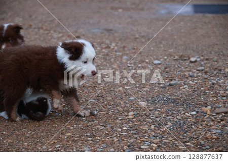 Brown and white dog is playing with a puppy 128877637