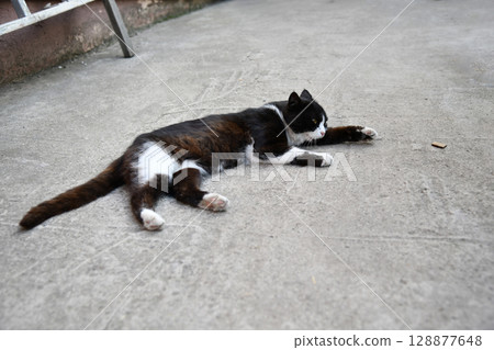 A black cat lying asleep on the sidewalk next to the wall. Abandoned street A black cat lying asleep on the sidewalk next to the wall. Abandoned street 128877648