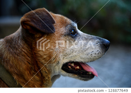 Dog, Dhole, Asiatic wild dog Cuon alpinus eating a deer carcass at a stream in the forest 128877649