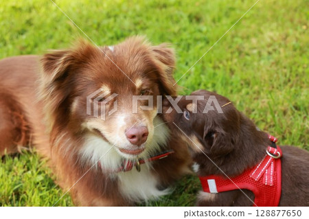 Brown and white dog is laying on the grass next to a smaller brown 128877650