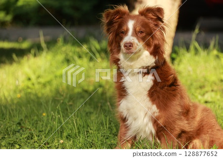 Brown and white dog is sitting in the grass Brown and white dog is sitting in the grass 128877652