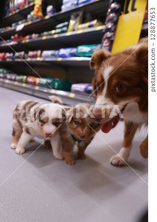 Three puppies are playing in a pet store Three puppies are playing in a pet store 128877653