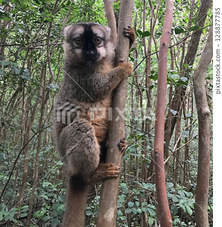 Lemur on the tree, Madagascar Lemur on the tree, Madagascar 128877785