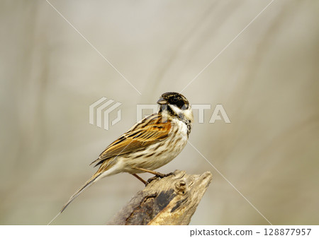 Common reed bunting perched on a tree branch in a meadow Common reed bunting perched on a tree branch in a meadow 128877957