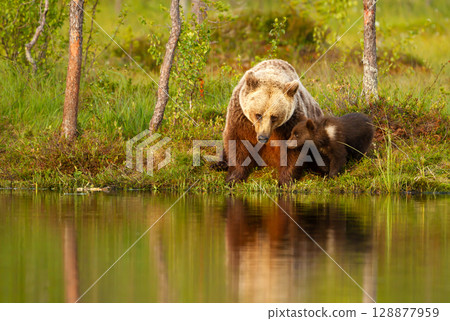 Eurasian brown bear mother and her cub standing at the edge of a quiet forest pond Eurasian brown bear mother and her cub standing at the edge of a quiet forest pond 128877959
